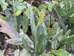 Opuntia ficus-indica