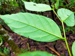 Glochidion lanceolatum