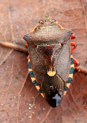 Pinthaeus sanguinipes