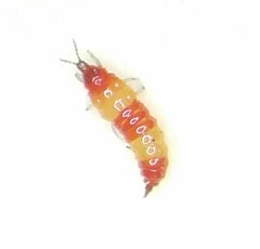 Thysanoptera