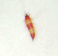 Thysanoptera