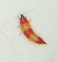 Thysanoptera