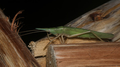 Pseudorhynchus pungens