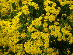 Senecio brasiliensis