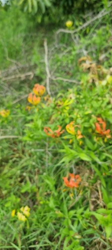 Gloriosa superba image