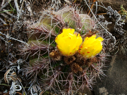 Parodia linkii