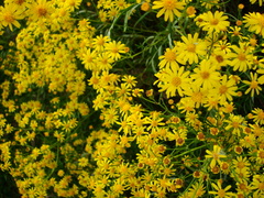 Senecio brasiliensis