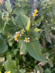 Galinsoga quadriradiata