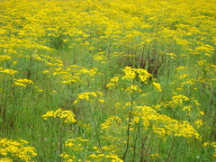 Senecio brasiliensis