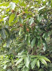 Hydnocarpus pentandrus