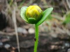 Calea uniflora