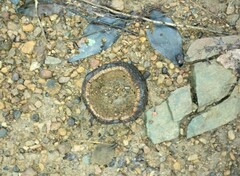 Hydnocarpus pentandrus