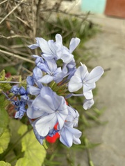 Plumbago