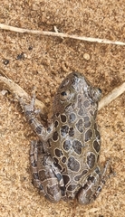 Hylambates maculatus
