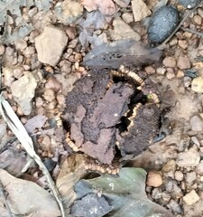 Hydnocarpus pentandrus