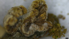 Schizophyllum commune