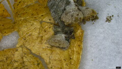 Schizophyllum commune