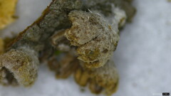 Schizophyllum commune