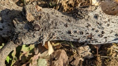 Schizophyllum commune