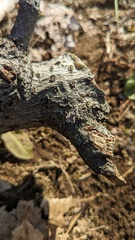 Schizophyllum commune
