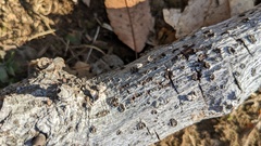 Schizophyllum commune