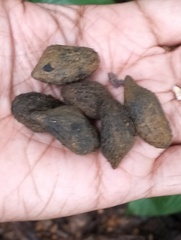 Hydnocarpus pentandrus