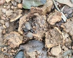 Hydnocarpus pentandrus