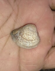 Anomalocardia flexuosa