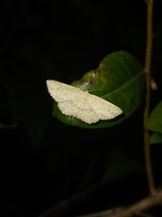 Cyclophora turneri