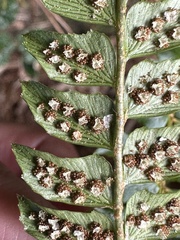 Polystichum nepalense