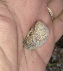 Anomalocardia flexuosa