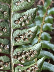 Polystichum nepalense