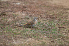 Emberiza citrinella × leucocephalos