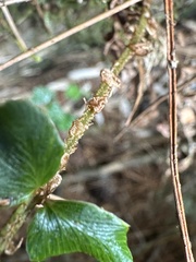 Polystichum nepalense