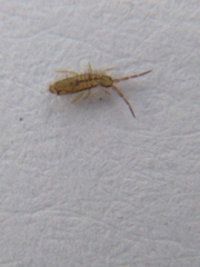 Entomobryomorpha
