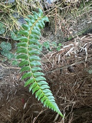 Polystichum nepalense