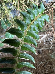Polystichum nepalense