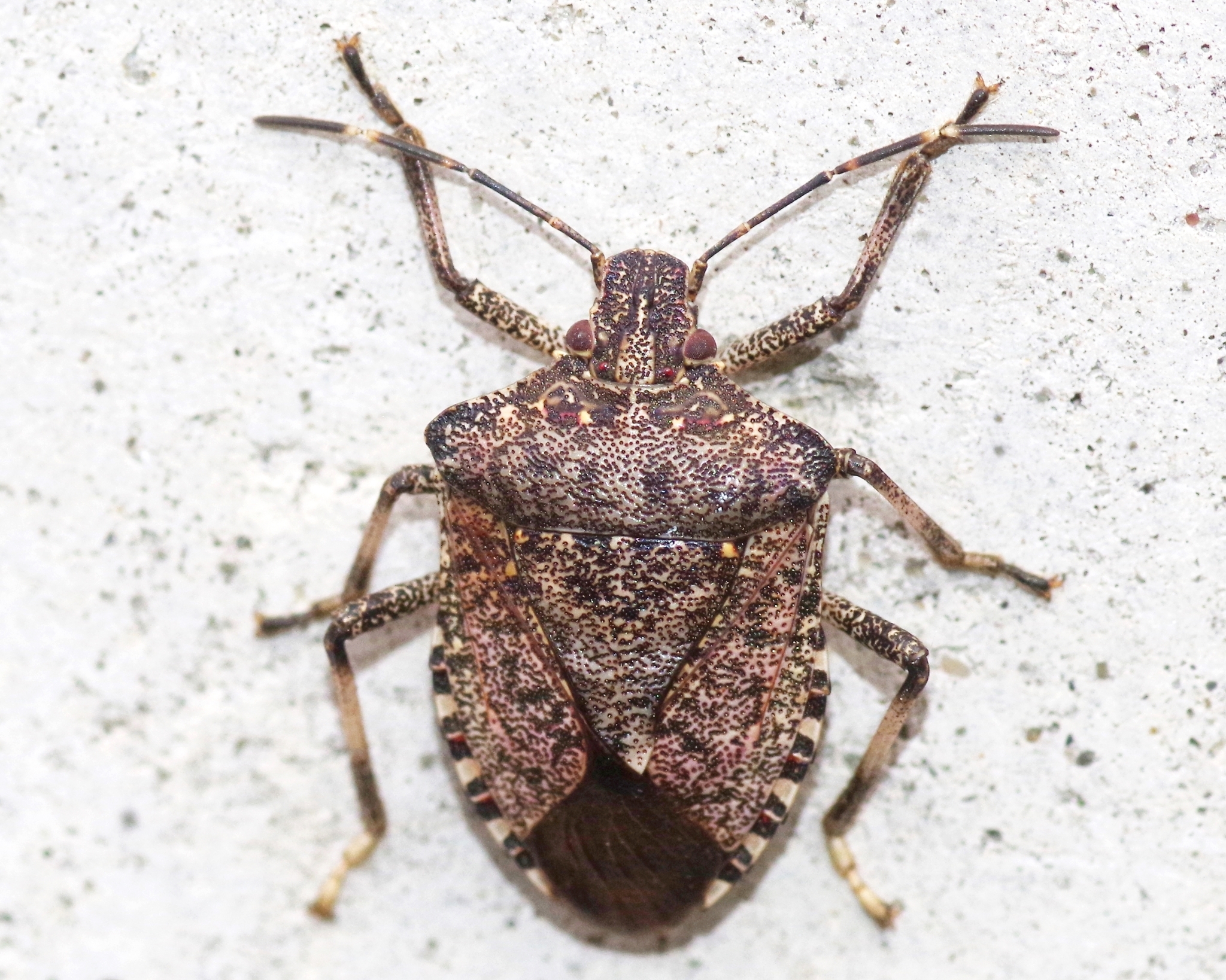 Brown Marmorated Stink Bug (Halyomorpha halys) · iNaturalist
