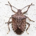 Brown Marmorated Stink Bug - Photo (c) Konrad Zobel, some rights reserved (CC BY-NC-ND), uploaded by Konrad Zobel