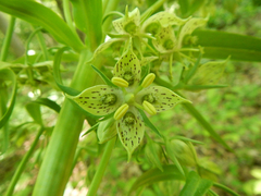 Frasera caroliniensis