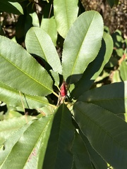 Photinia serratifolia