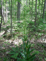 Frasera caroliniensis