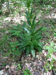 Frasera caroliniensis