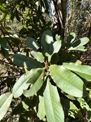 Photinia serratifolia
