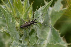 Agapanthia cardui