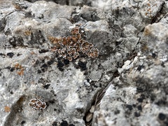 Psora pseudorussellii