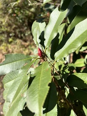 Photinia serratifolia