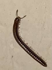 Brachyiulus