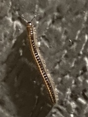 Brachyiulus