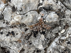 Psora pseudorussellii